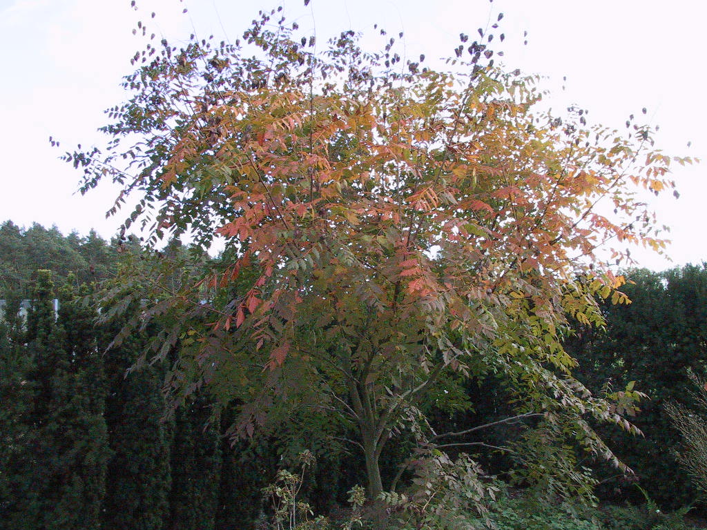 Koelreuteria paniculata 05.jpg